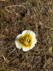 Calochortus superbus