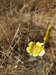 Calochortus superbus