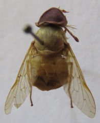 Chlorotabanus inanis