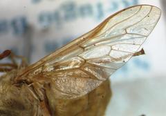 Chlorotabanus inanis