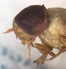 Chlorotabanus inanis