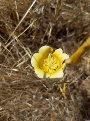 Calochortus superbus