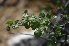Rhus aromatica simplicifolia