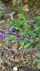 Salvia sclareoides
