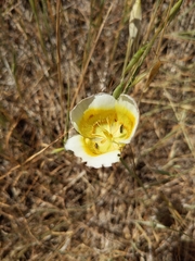 Calochortus superbus
