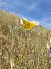 Calochortus superbus