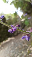 Salvia sclareoides