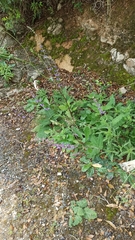 Salvia sclareoides