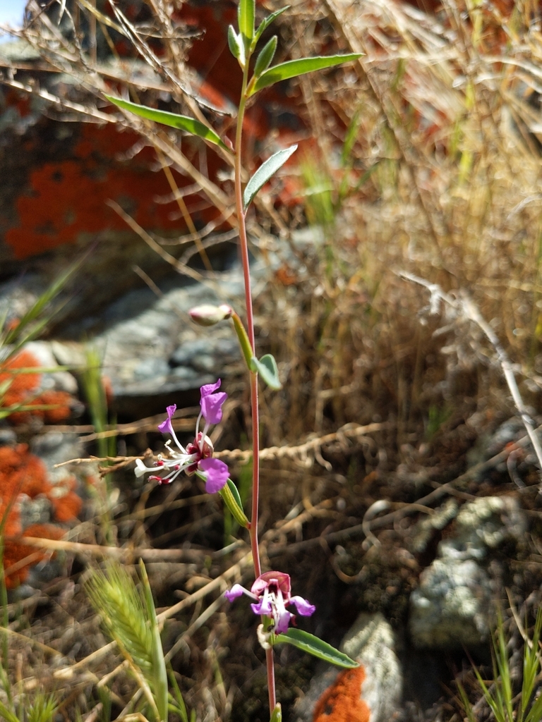 Kern River clarkia (Clarkia exilis)