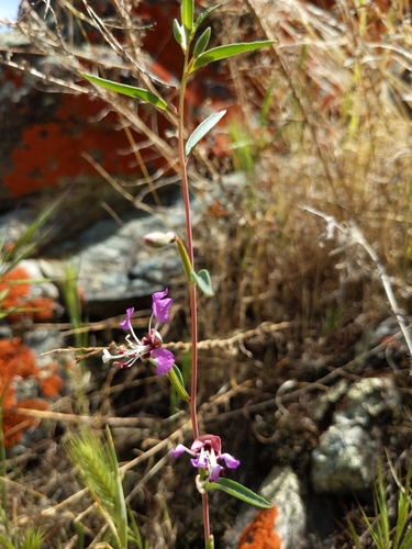 Image of Clarkia exilis by (c) Jonathan Vaughn, some rights reserved (CC BY)