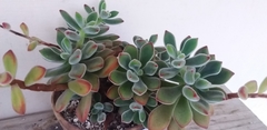 Echeveria pulvinata