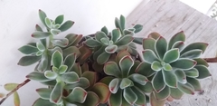 Echeveria pulvinata
