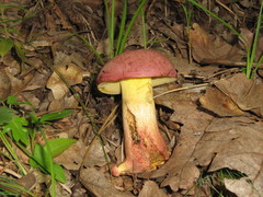 Butyriboletus fuscoroseus