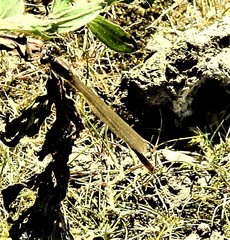 Ischnura cervula