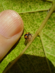 Dinocampus coccinellae