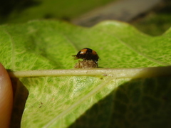 Dinocampus coccinellae