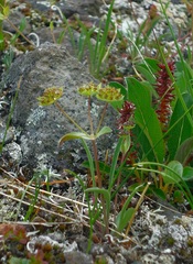 Bupleurum triradiatum