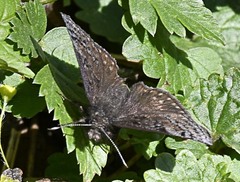 Erynnis icelus