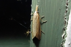 Donacaula nitidellus