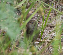 Dasyornis brachypterus