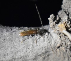 Haplidus