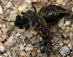 Colletes validus