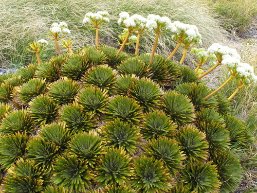 Aciphylla crosby-smithii