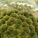 Aciphylla crosby-smithii - Photo (c) John Barkla, some rights reserved (CC BY), uploaded by John Barkla