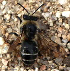 Colletes validus