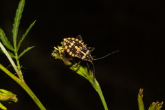 Camptischium