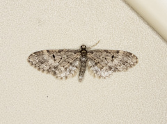 Eupithecia annulata