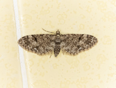 Eupithecia annulata