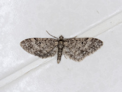 Eupithecia annulata