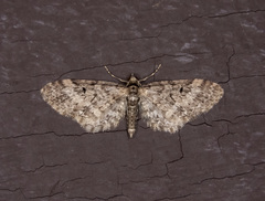 Eupithecia annulata