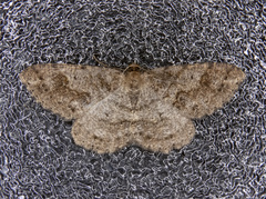 Melanolophia imitata