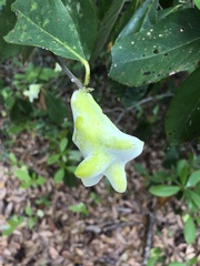 Exobasidium symploci