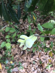 Exobasidium symploci