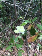 Exobasidium symploci