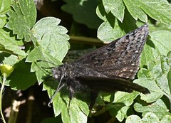 Erynnis icelus