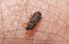 Namunaria pacifica