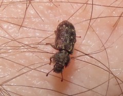 Namunaria pacifica