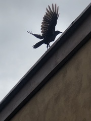 Corvus brachyrhynchos