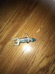 Sceloporus occidentalis