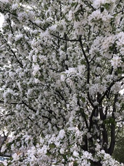 Amygdaloideae