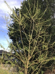 Salix × fragilis vitellina