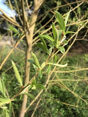 Salix × fragilis vitellina