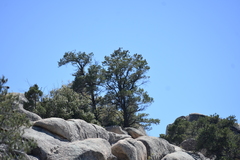 Pinus monophylla