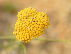 Achillea coarctata