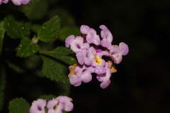 Glandularia guaranitica