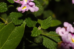 Glandularia guaranitica